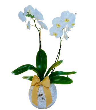 ORQUIDEA 053