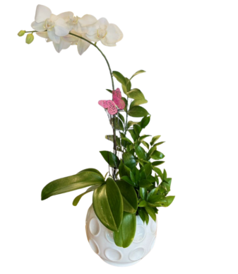 Orquidea phalaenopsis
