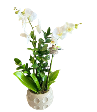 Orquidea Phalaenopsis 2 ramas