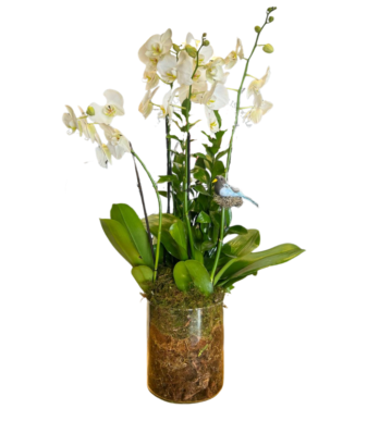 Planta 6 gancho de orquideas